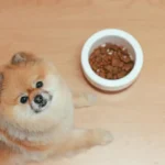 Combien de temps un chien peut-il garder un secret ?