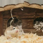Combien de temps un hamster peut-il vivre dans un enclos de 60 cm² ?