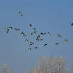 Comment les chants d’oiseaux inspirent des mots dans différentes cultures