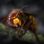 Comment les insectes voient le monde différemment de nous