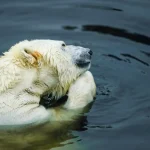 La couleur de l’ours polaire est en réalité noire sous son pelage transparent