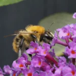 La danse des abeilles : comment ces insectes communiquent entre eux