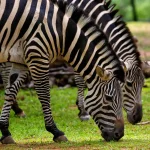 La plupart des gens ne peuvent pas nommer plus de trois couleurs sur un zèbre