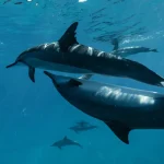 Le langage des dauphins : quels secrets se cachent dans leurs sifflements ?