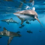 Pourquoi les mythes sur les requins persistent-ils ?
