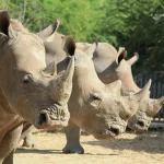 Combien d’animaux sont menacés d’extinction dans le monde ?