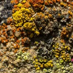 Combien de bactéries vivent dans un gramme de terre ?