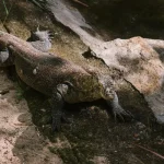 Combien de fois un dragon de Komodo peut-il manger par jour ?