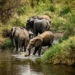 Combien de fois un éléphant peut-il se baigner par jour en été ?