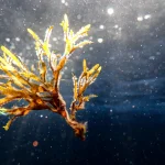 Combien de types d’algues existet-il dans les océans ?