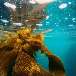 Comment les algues peuvent nettoyer les océans tout en produisant de l’énergie