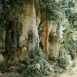 Comment les arbres peuvent-ils vivre des milliers d’années ? Un voyage à travers le temps.