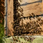 Les abeilles ont-elles un sens de la décoration ? L’art de construire des ruches.