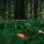 Les arbres peuvent-ils communiquer entre eux ? Plongée dans le langage secret des forêts.
