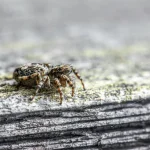 Pourquoi certains insectes survivent à des températures extrêmes