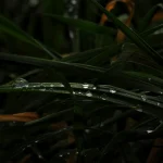 Pourquoi la pluie a-t-elle une odeur si particulière ?