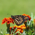 Pourquoi les papillons ont des ailes si colorées