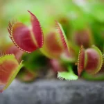 Pourquoi les plantes carnivores se sont-elles adaptées à manger des insectes ?