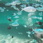 Pourquoi les poissons peuvent-ils vivre dans des environnements extrêmes ?