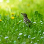 Comment le chant des oiseaux peut influencer la croissance des plantes
