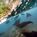Les raies manta : comment elles communiquent avec leur environnement.