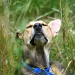 Pourquoi les chiens ont-ils un odorat si développé ?