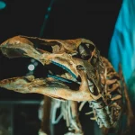 Pourquoi les squelettes de dinosaures sont-ils si souvent exposés dans les musées ?