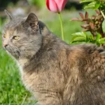 Combien de poils a un chat en moyenne sur son corps ?