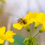 Les vertus cachées des insectes : des alliés insoupçonnés pour l’homme